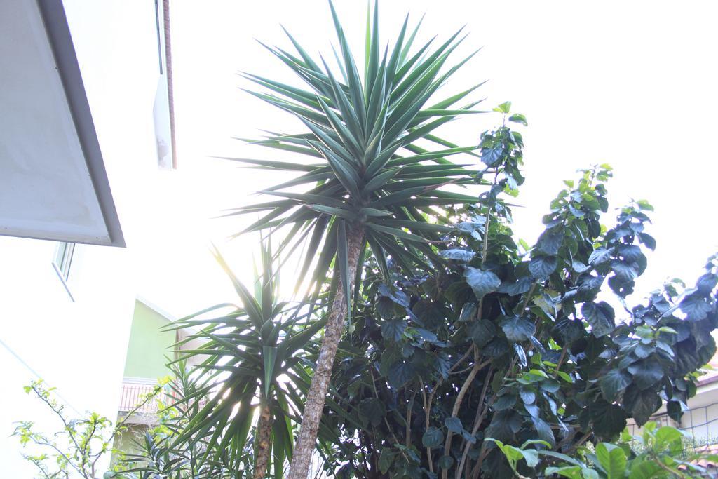 גיארדיני נאקסוס B&B Mimosa מראה חיצוני תמונה